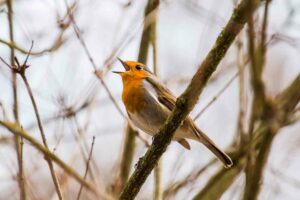 Vogelwanderung