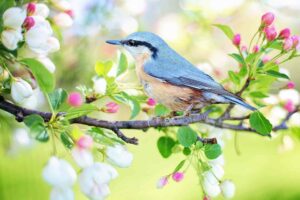 Vogelwanderung