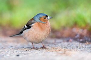 Vogelwanderung