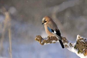 Vogelwanderung