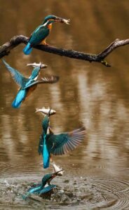 Vogelwanderung