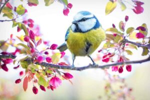 Vogelwanderung